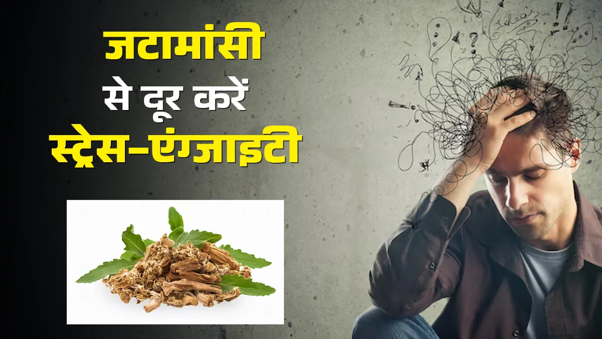 स्‍ट्रेस-एंग्‍जाइटी दूर करने में कारगर है जटामांसी, इन एक्‍सपर्ट ट‍िप्‍स के साथ करें सेवन