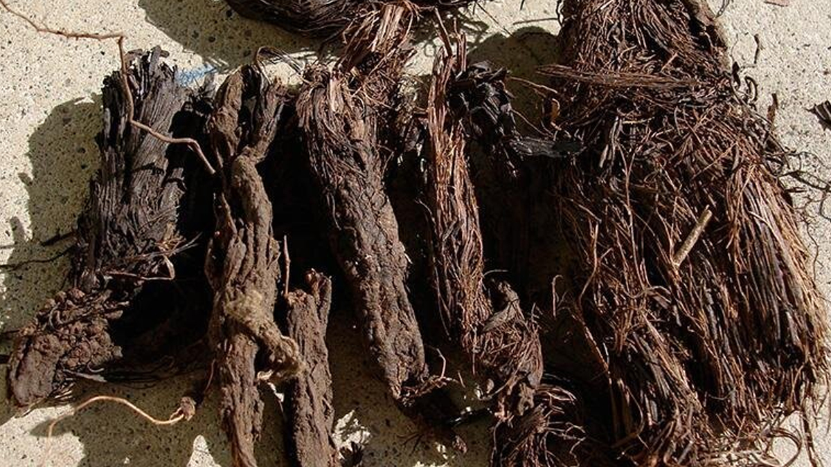 jatamansi-for-stress-and-anxiety