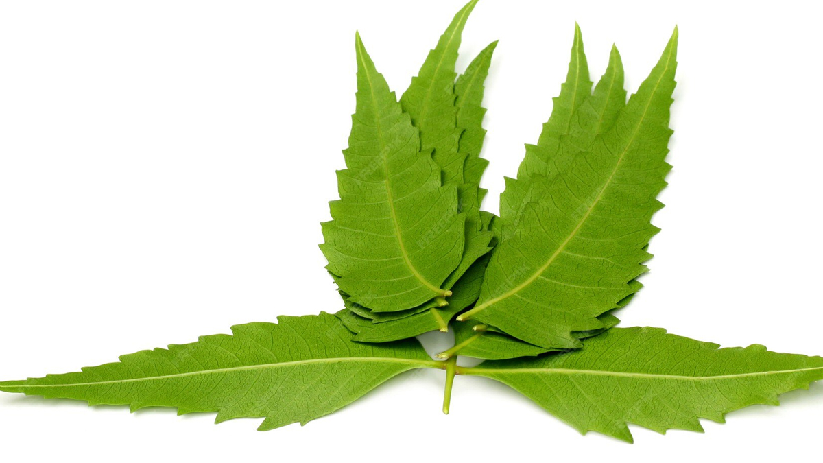 can neem cure stomach infection in hindi 01 (5)