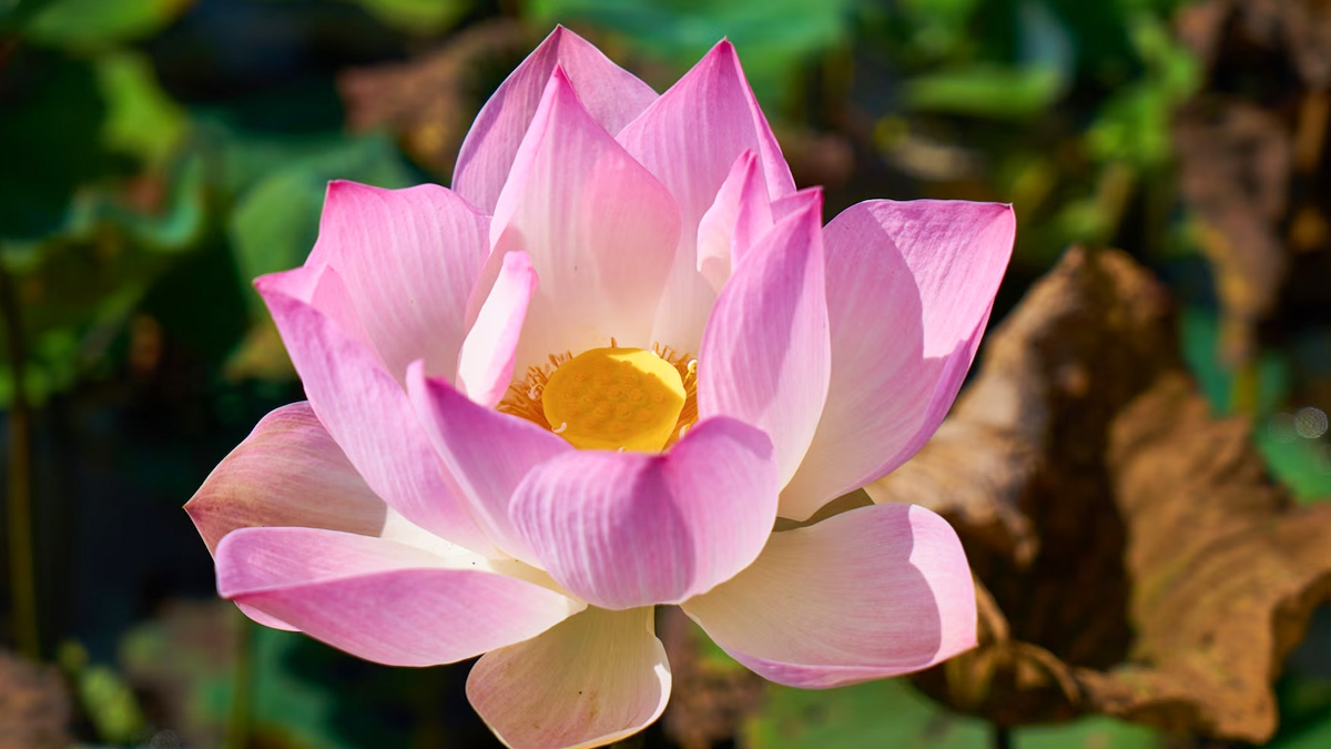 lotus petal tea benefits