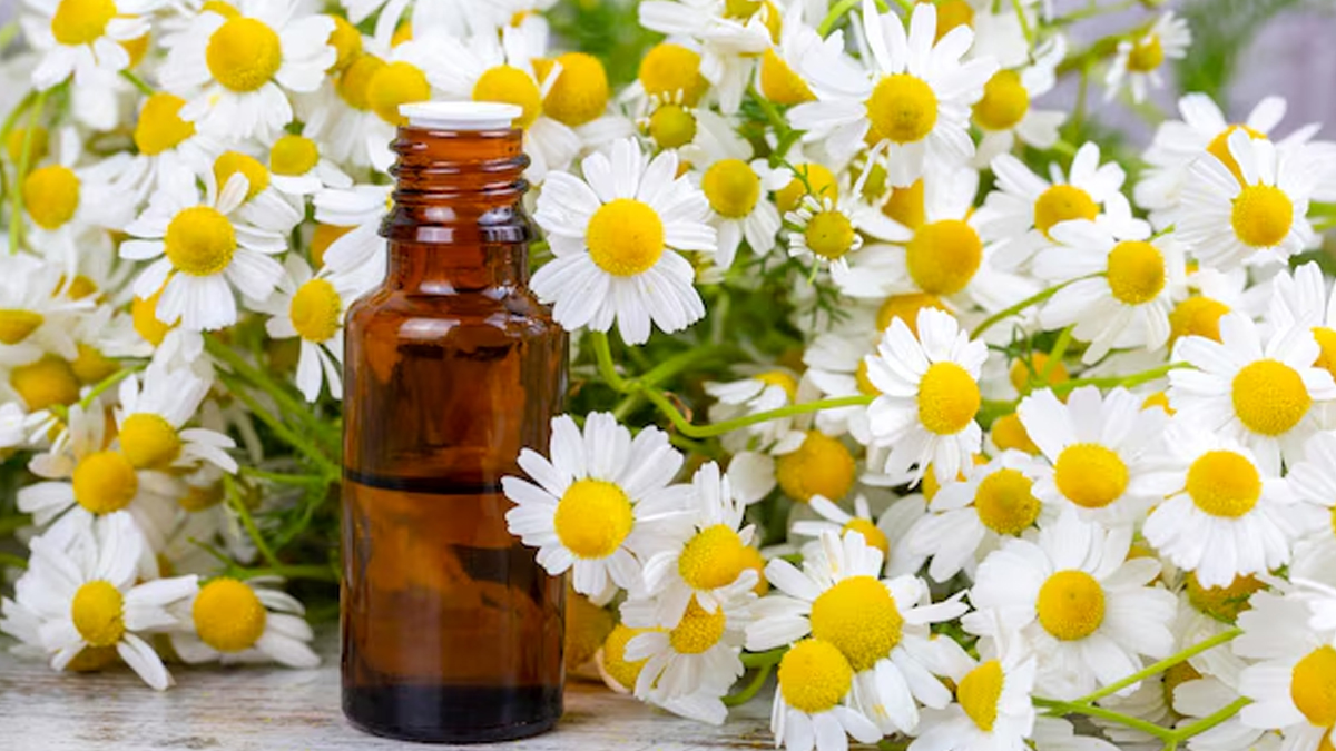 Chamomile oil