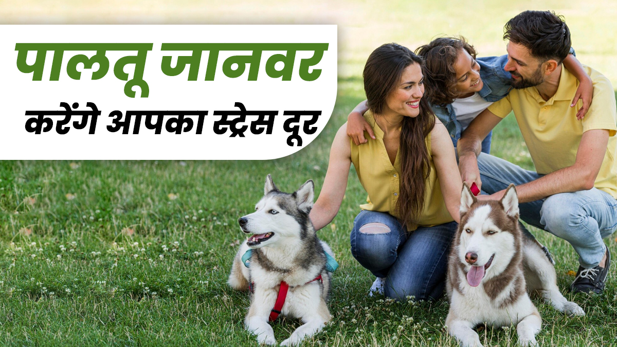 क्या पालतू जानवरों के साथ समय बिताने से तनाव कम होता है? डॉक्टर से जानें

