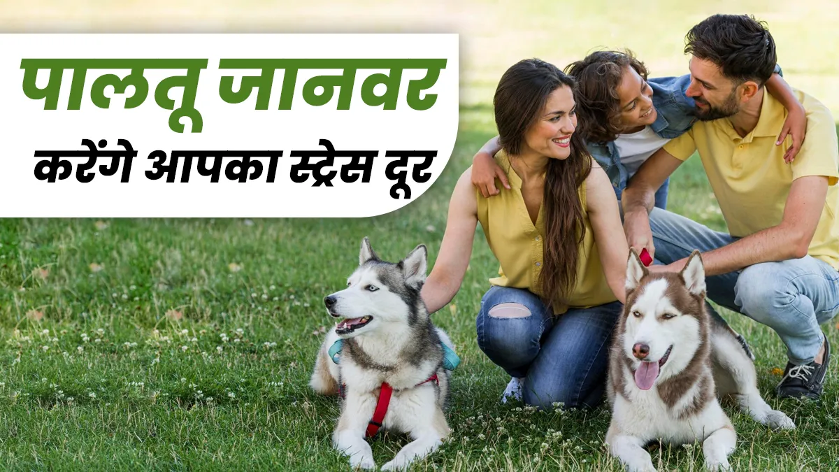 क्या पालतू जानवरों के साथ समय बिताने से तनाव कम होता है? डॉक्टर से जानें
