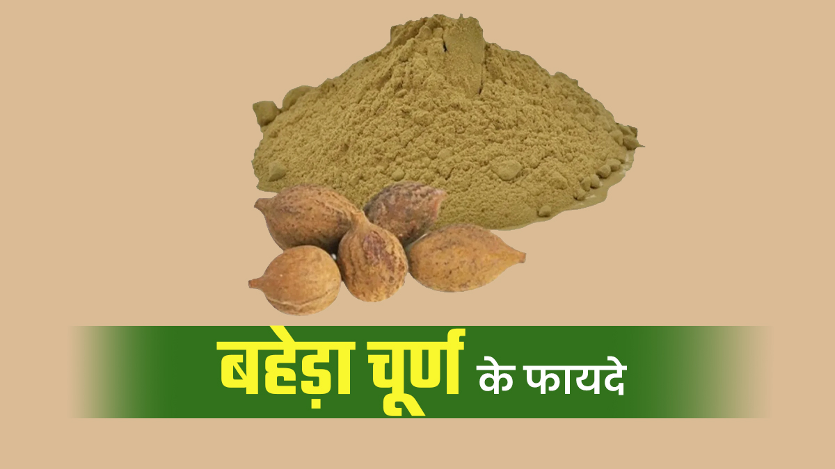 बहेड़ा चूर्ण: इम्यूनिटी बढ़ाने से लेकर पाचन ठीक रखने तक जानें इसके फायदे