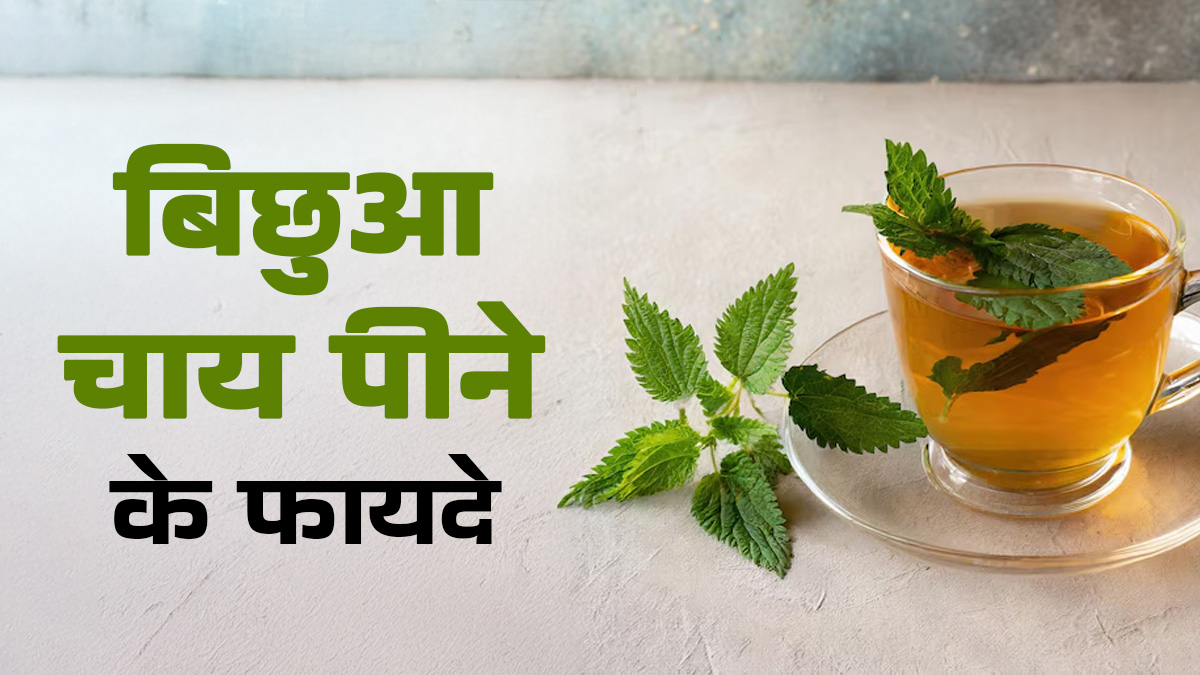 हार्मोन बैलेंस से बालों की ग्रोथ तक, बिछुआ चाय पीने से मह‍िलाओं को म‍िलते हैं ये 5 फायदे
