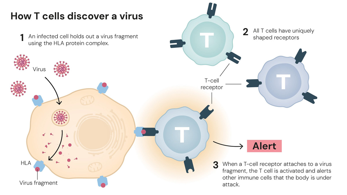 Nobel prize in medicine