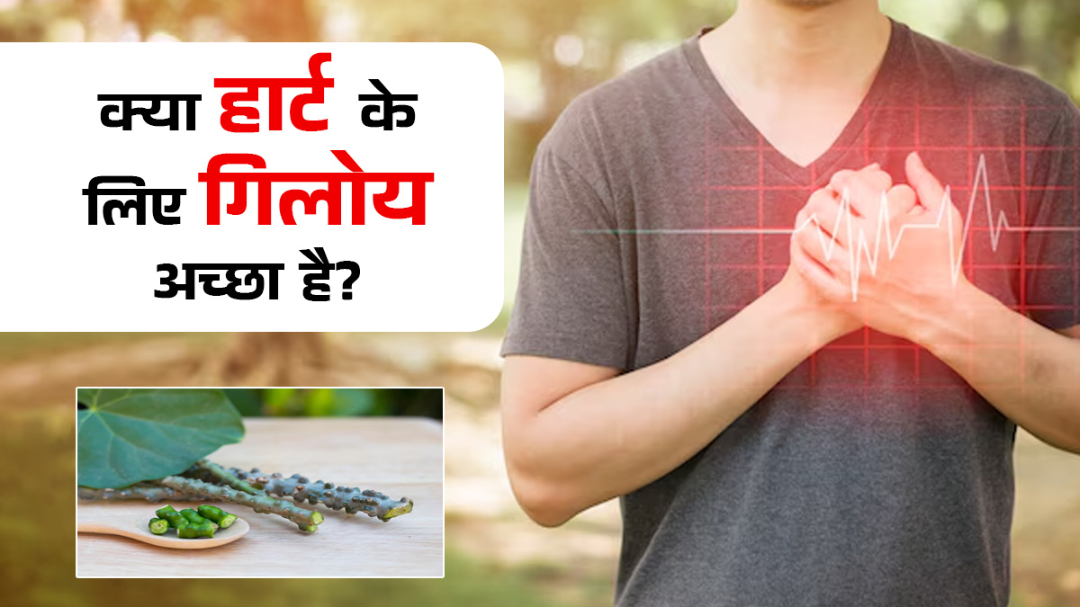 क्या दिल के लिए अच्छा है गिलोय का सेवन? आयुर्वेदिक डॉक्टर से जानें