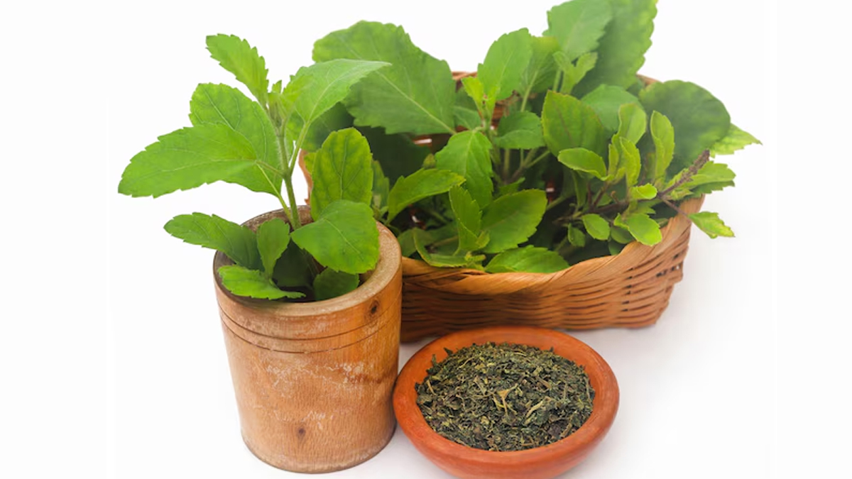 tulsi-health-benefits