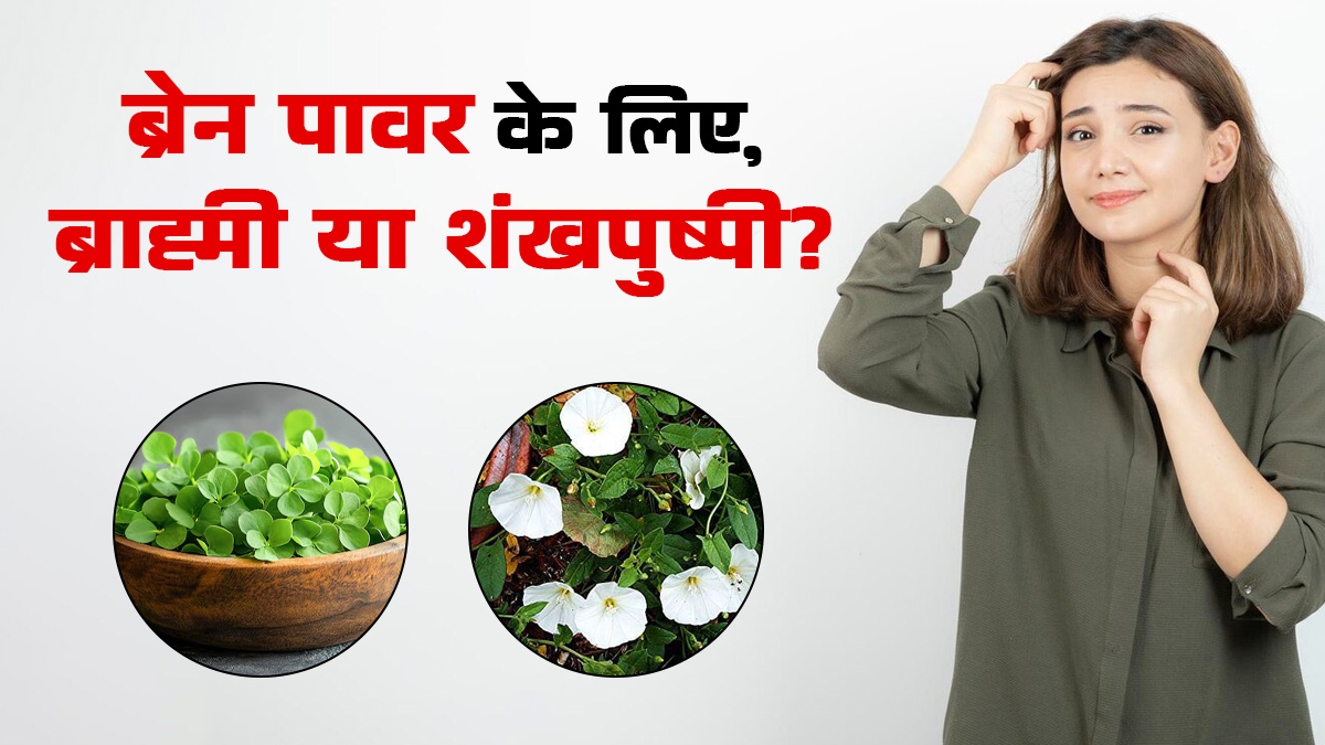 ब्राह्मी या शंखपुष्पी, दिमाग की शक्ति बढ़ाने में कौन है ज्यादा असरदार?