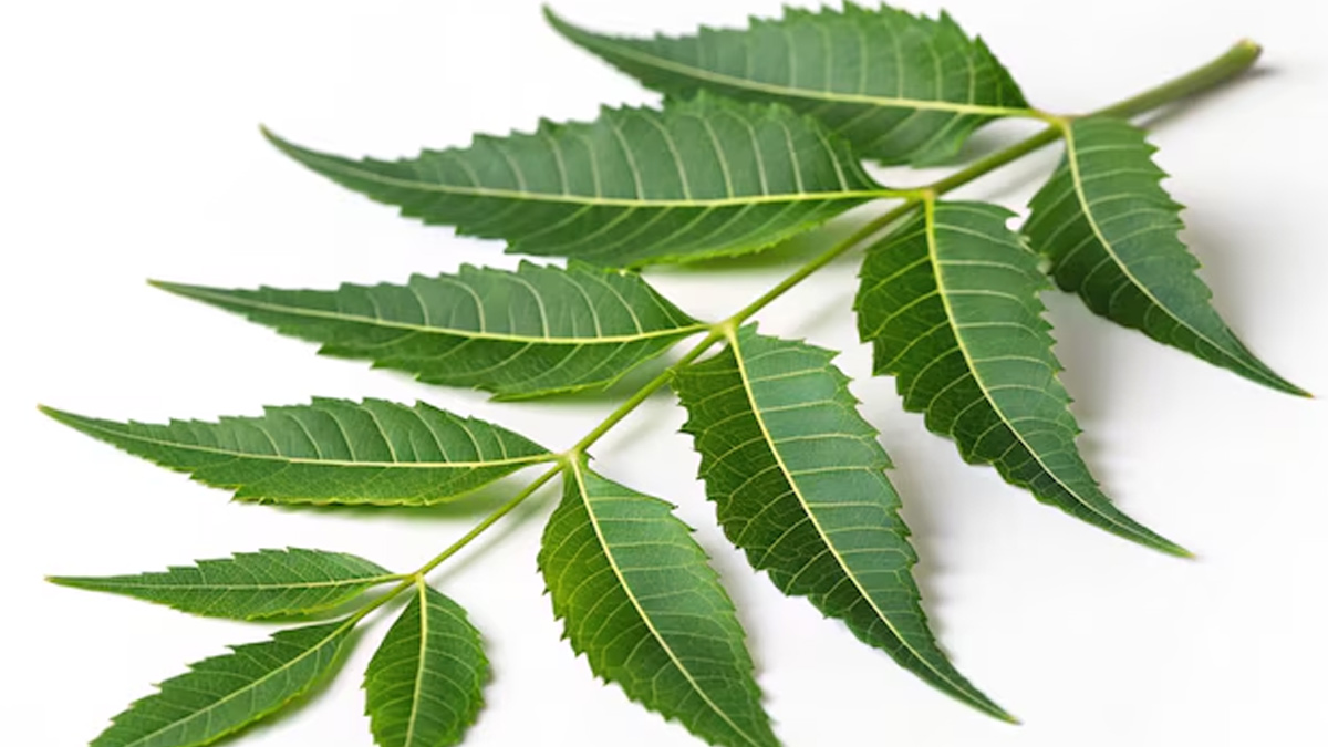 who-should-avoid-neem-leaves-inside