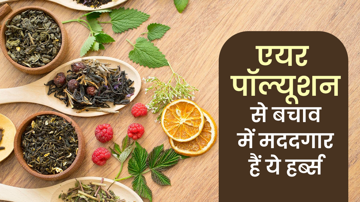 Post diwali delhi air pollution: लौंग की चाय से लेकर मुलेठी तक, हेल्दी फेफड़ों के लिए लें ये lungs detox herbs