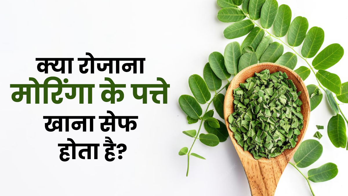 क्या रोजाना मोरिंगा के पत्ते खाना सेफ होता है? जानें इसके फायदे-नुकसान