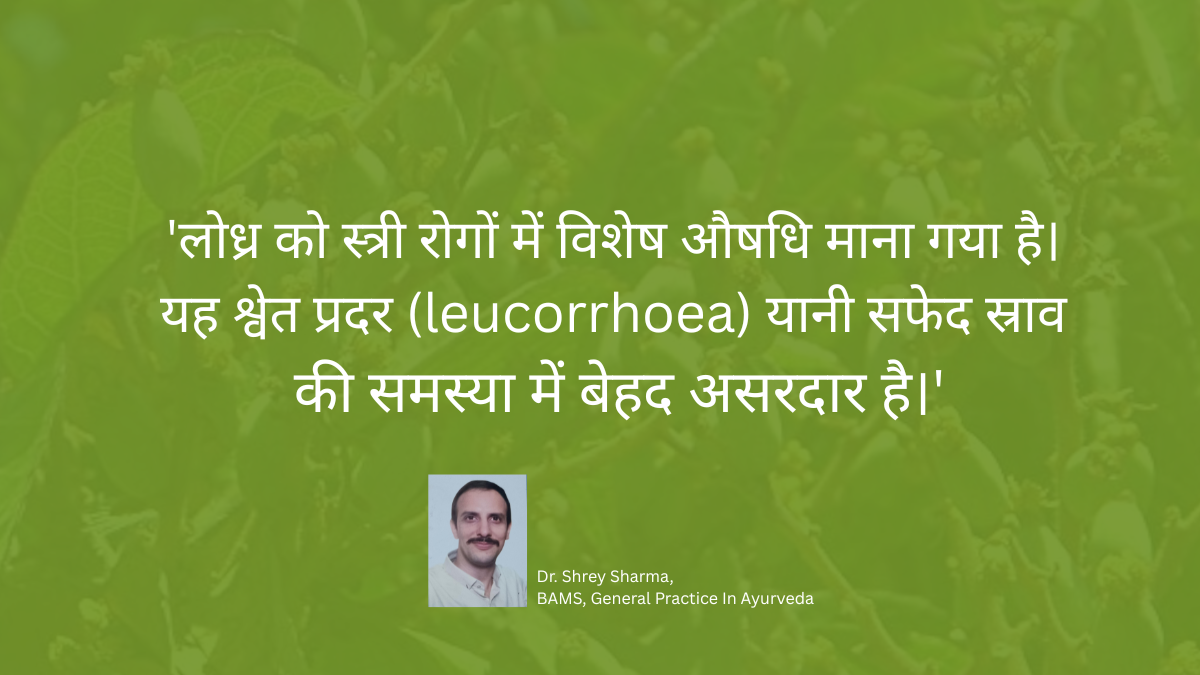 Lodhra Benefits Side Effects and Uses