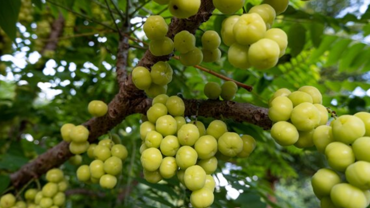 how to use amla for liver detox