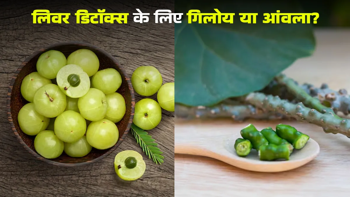 लिवर की सफाई के लिए क्या बेहतर है- गिलोय या आंवला? आयुर्वेदाचार्य से जानें