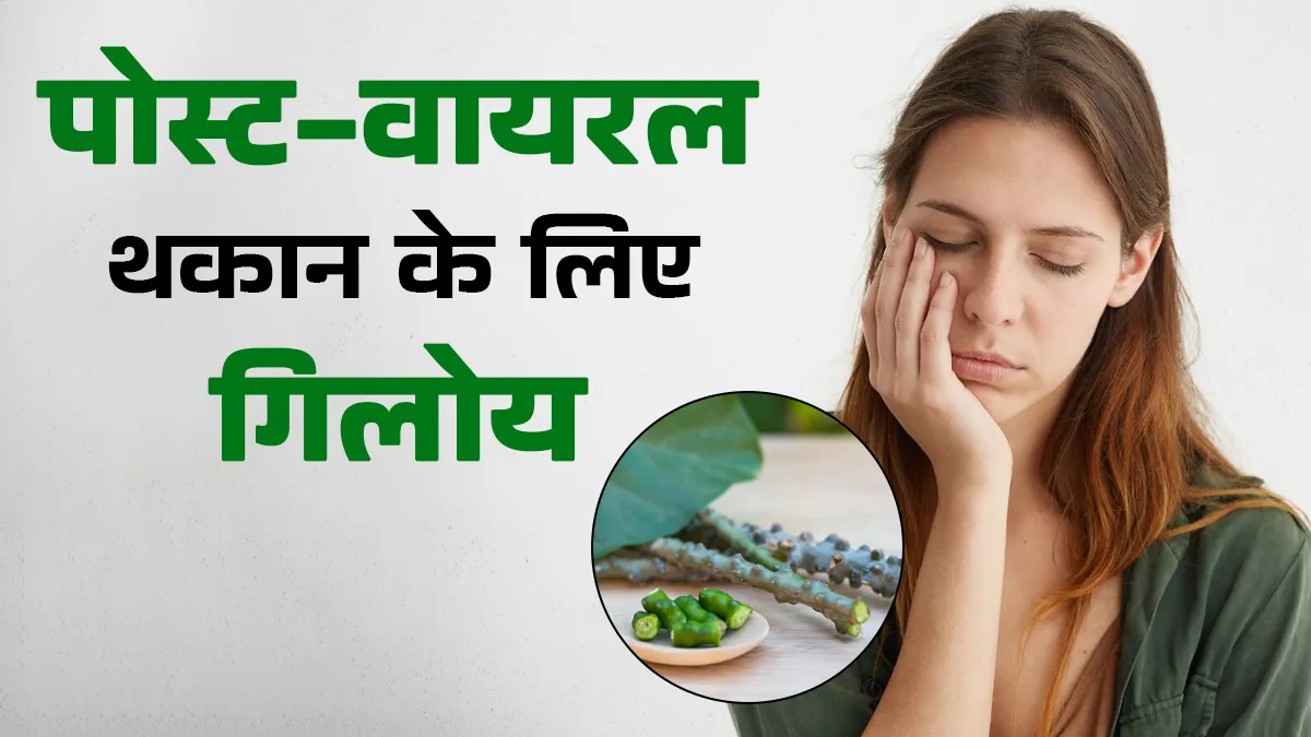 वायरल के बाद हो रही है थकान और कमजोरी? गिलोय से मिलेगी राहत