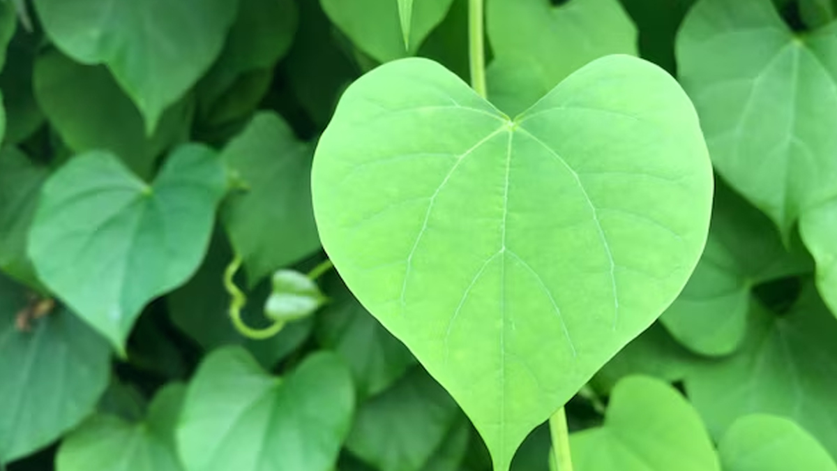 Giloy for post viral fatigue recovery