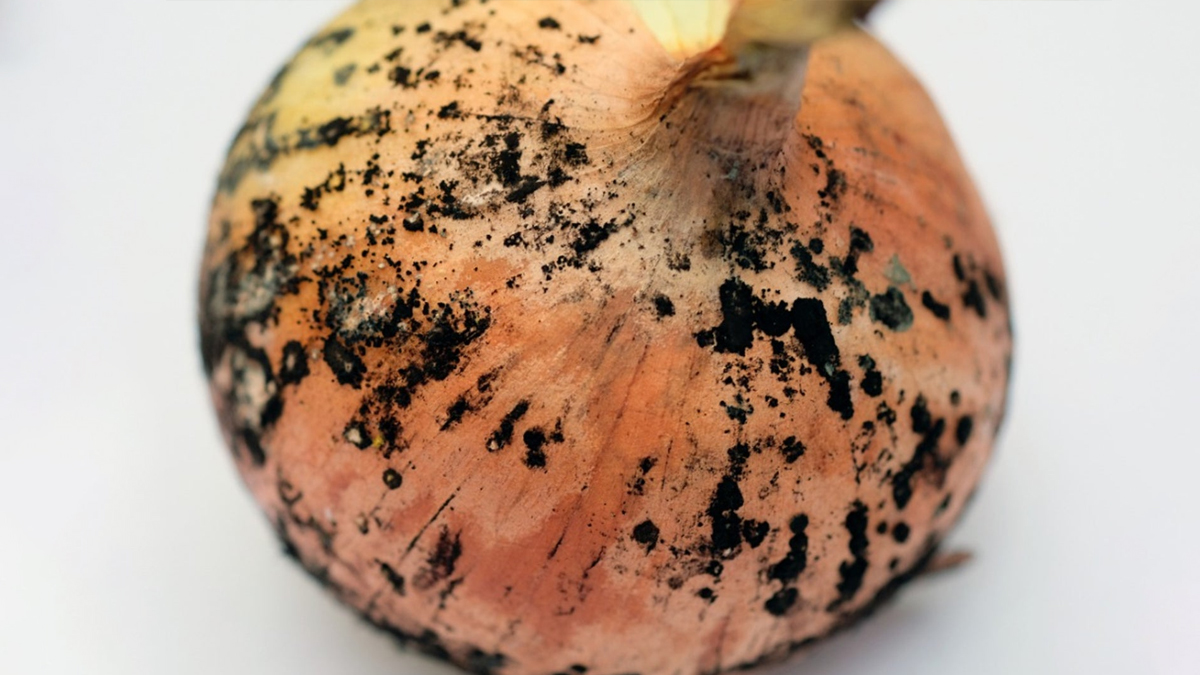 black-fungus-onion-side-effects