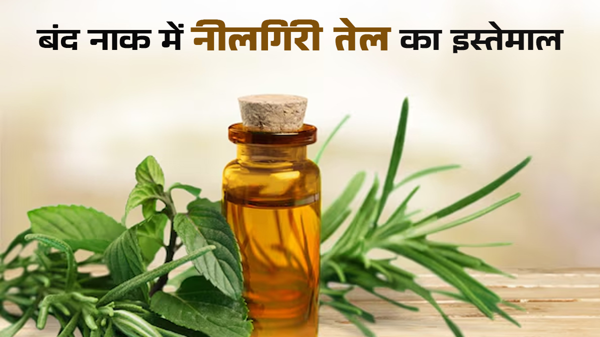 बंद नाक में नीलगिरी का तेल डाल सकते हैं क्या? इस्तेमाल से पहले जानें एक्सपर्ट की राय