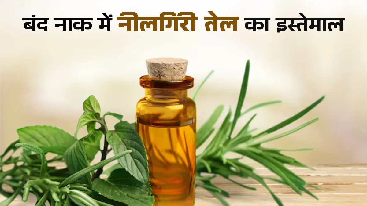 बंद नाक में नीलगिरी का तेल डाल सकते हैं क्या? इस्तेमाल से पहले जानें एक्सपर्ट की राय