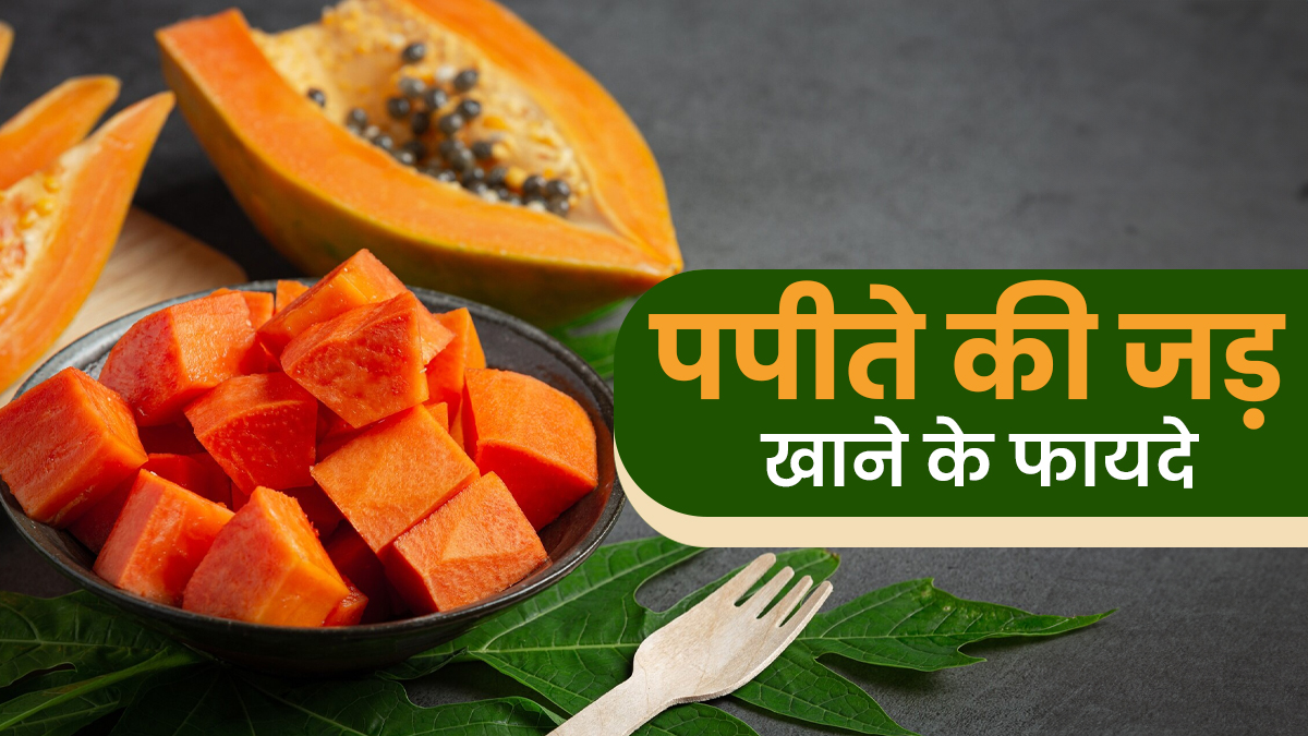 पोषक तत्वों से भरपूर है पपीते की जड़ें, मिलते हैं कई जबरदस्त फायदे
