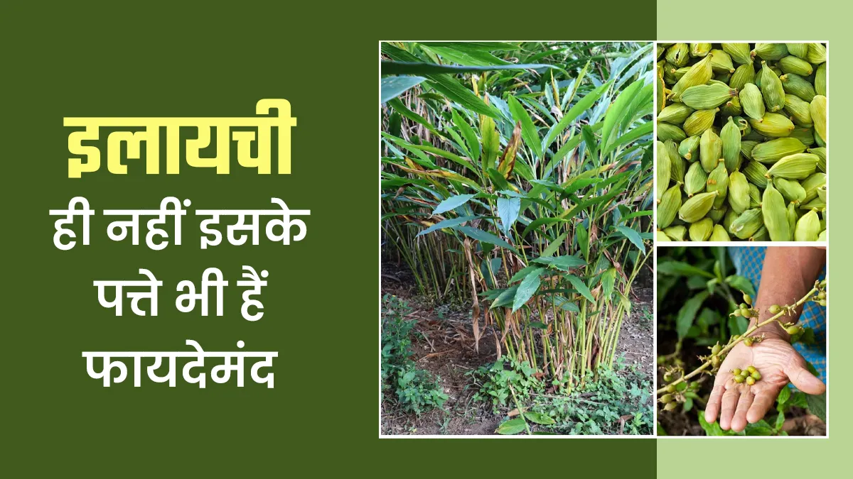 सिर्फ इलायची नहीं इसके पत्ते भी हैं फायदेमंद, दूर करते हैं सर्दी-जुकाम जैसी 5 समस्‍याएं