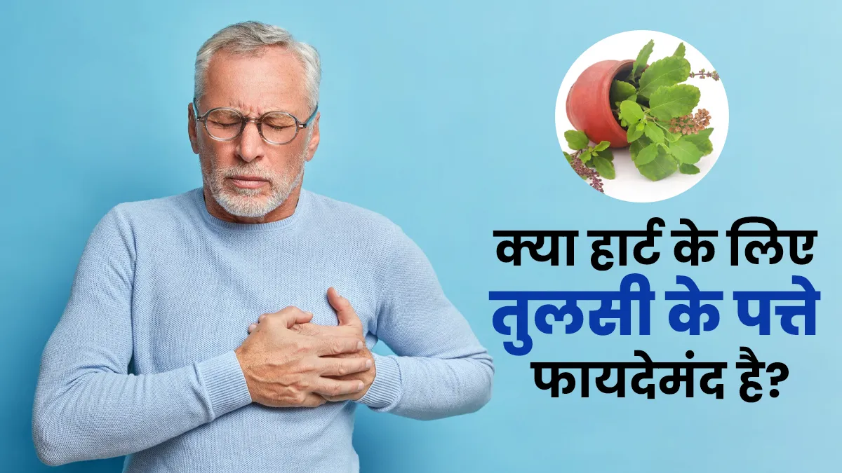 क्या हार्ट के लिए तुलसी के पत्ते फायदेमंद है? एक्सपर्ट से जानें