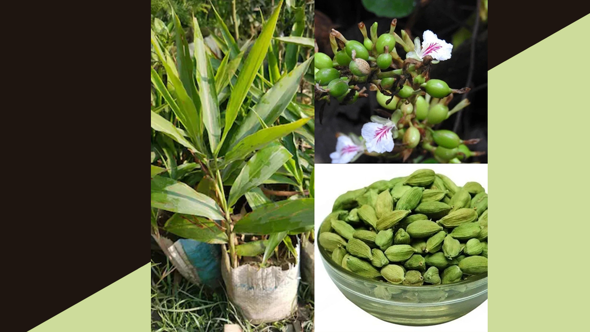 Cardamom-Leaves-benefits