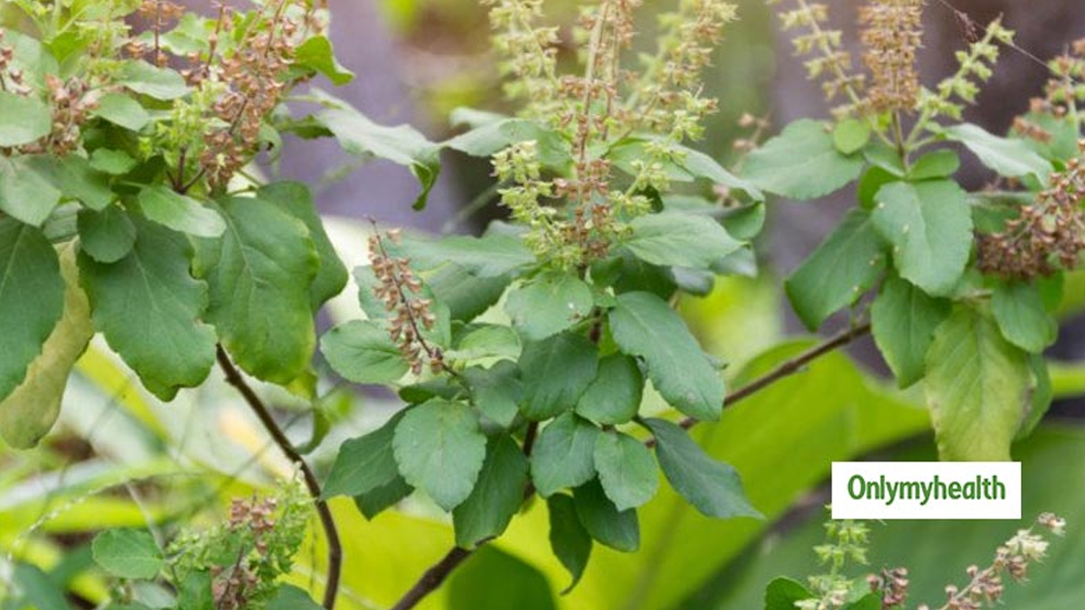 is tulsi good for the heart in hindi 01 (5)