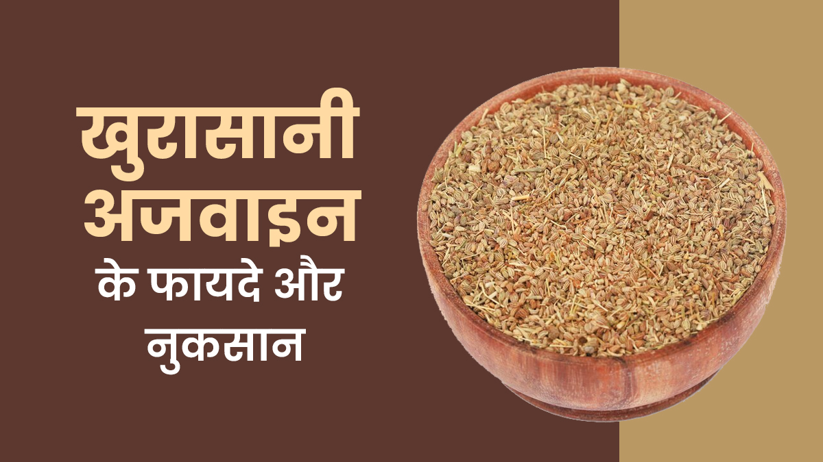 औषधीय गुणों से भरपूर है खुरासानी अजवाइन, जानें इसके फायदे और नुकसान