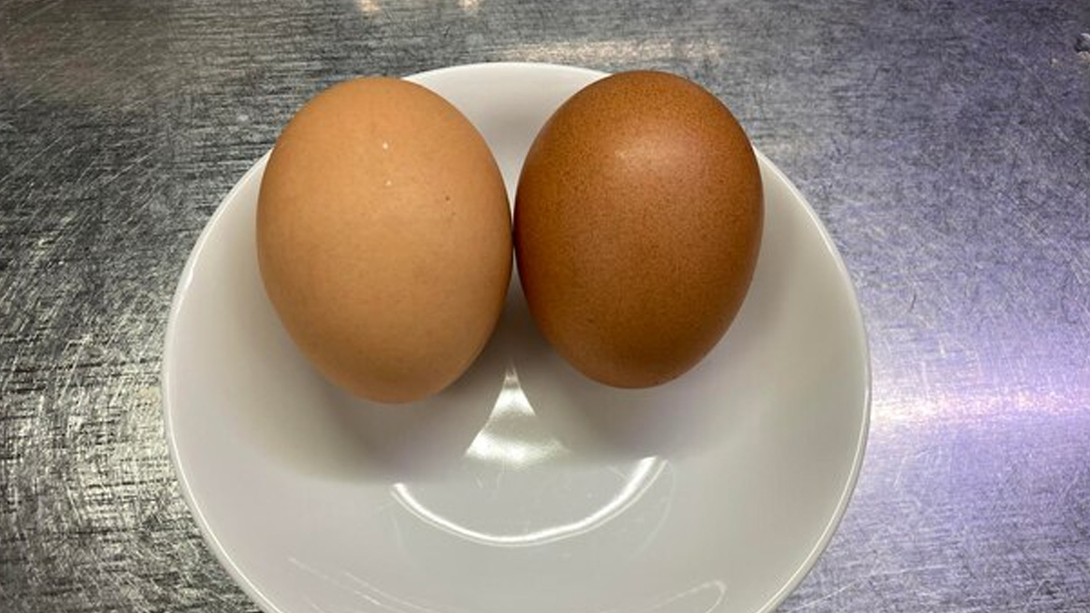 egg_vspaneer__protein