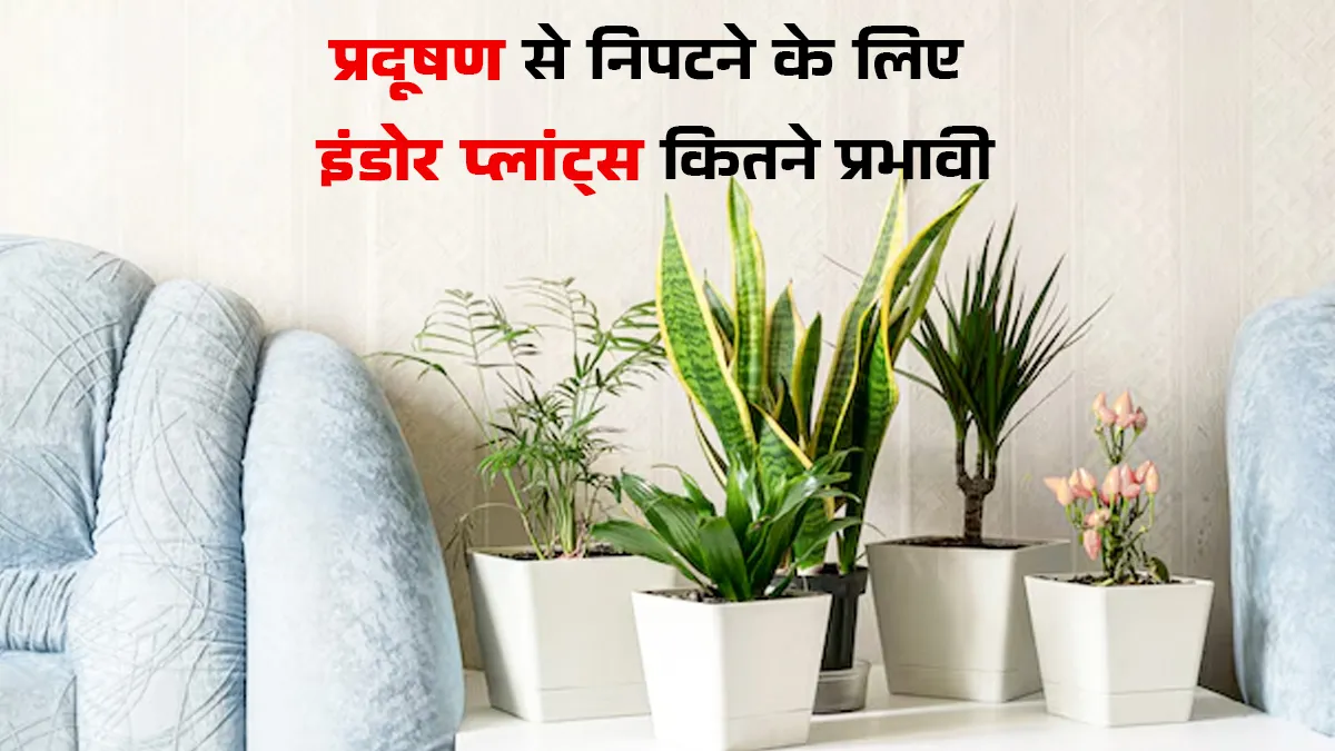वायु प्रदूषण से निपटने के लिए इंडोर प्लांट्स कितने प्रभावी हैं? डॉक्टर से जानें