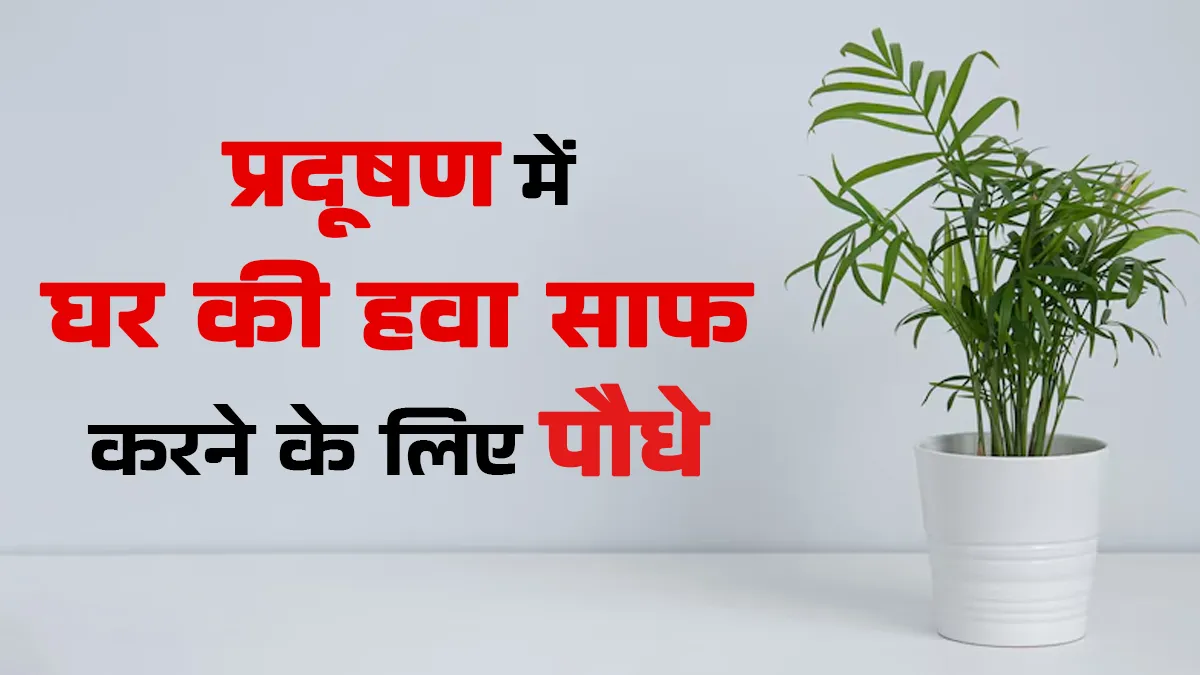 प्रदूषण में एयर प्यूरिफायर का काम करेंगे ये पौधे, साफ कर देंगे घर के अंदर की हवा