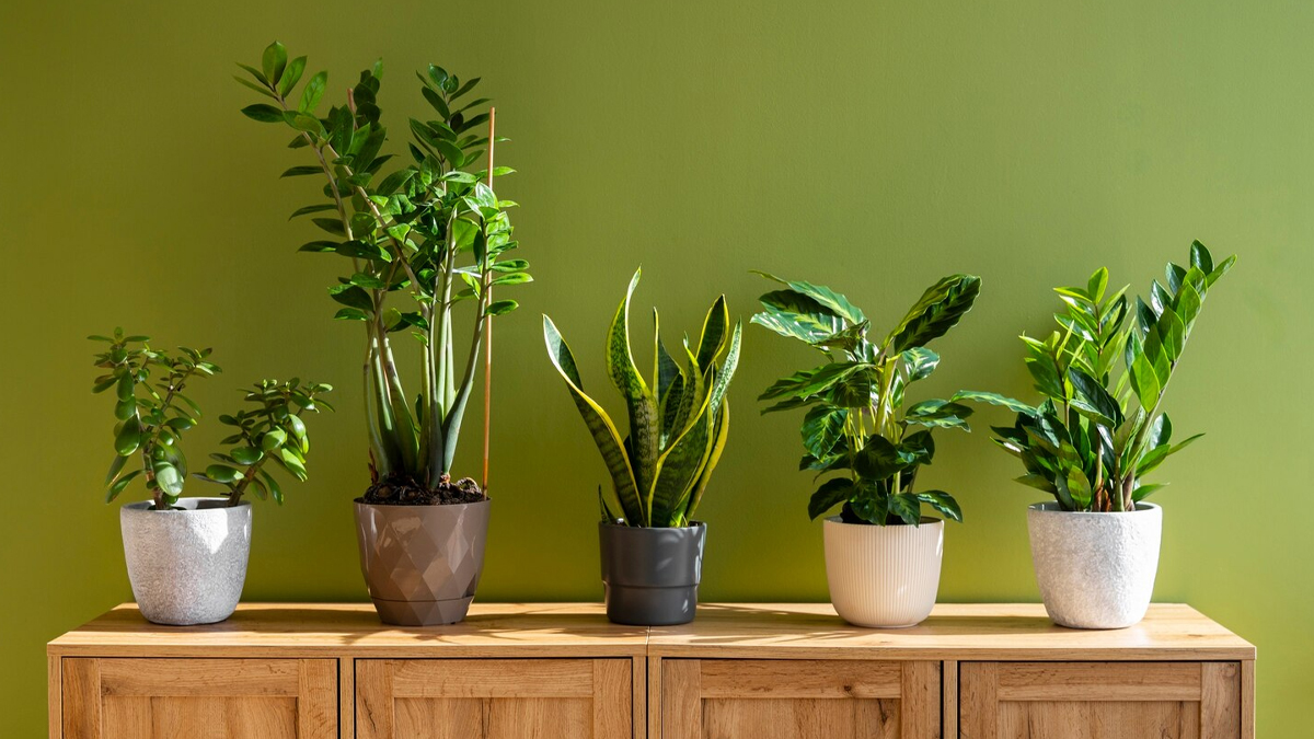 which plants are good for cleaning indoor air in pollution in hindi 1