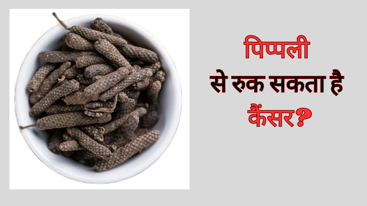 पिप्पली है कोलन कैंसर से लड़ने में मददगार, NIT राउरकेला की स्टडी में दावा
