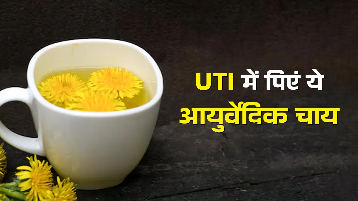 मूत्रवर्धक है सिंहपर्णी जड़ की चाय, जानें यूटीआई में इसे पीने के फायदे