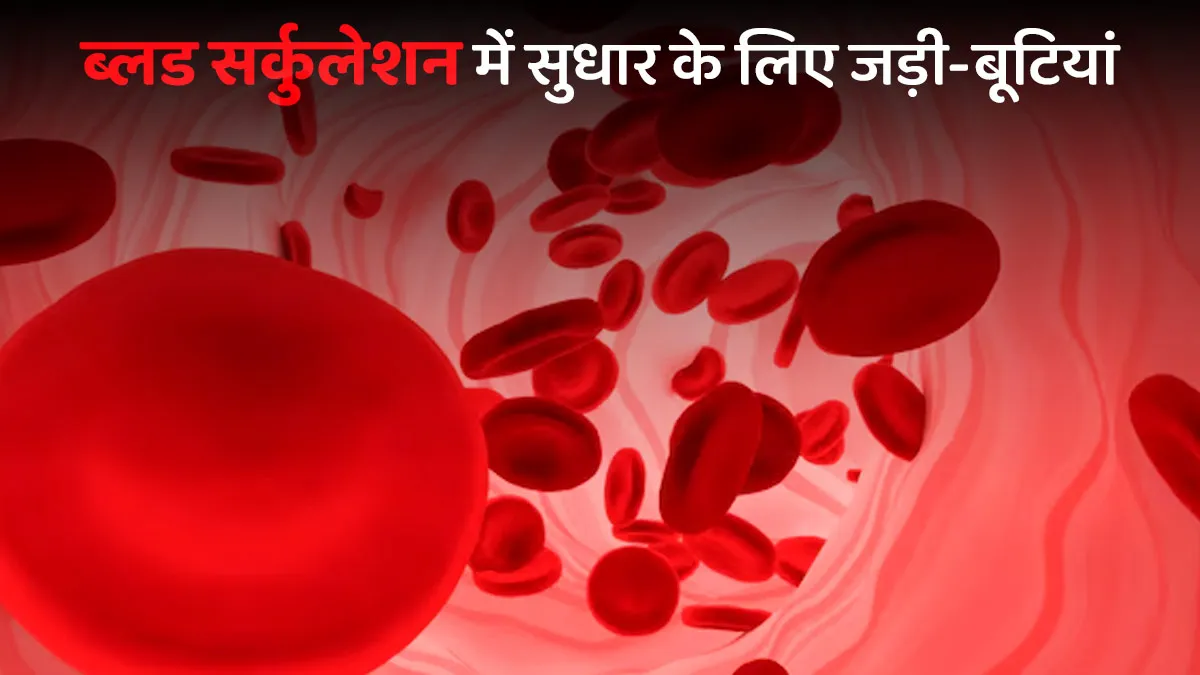 ब्लड सर्कुलेशन में सुधार के लिए जड़ी-बूटियां, आयुर्वेदिक डॉक्टर से जानें