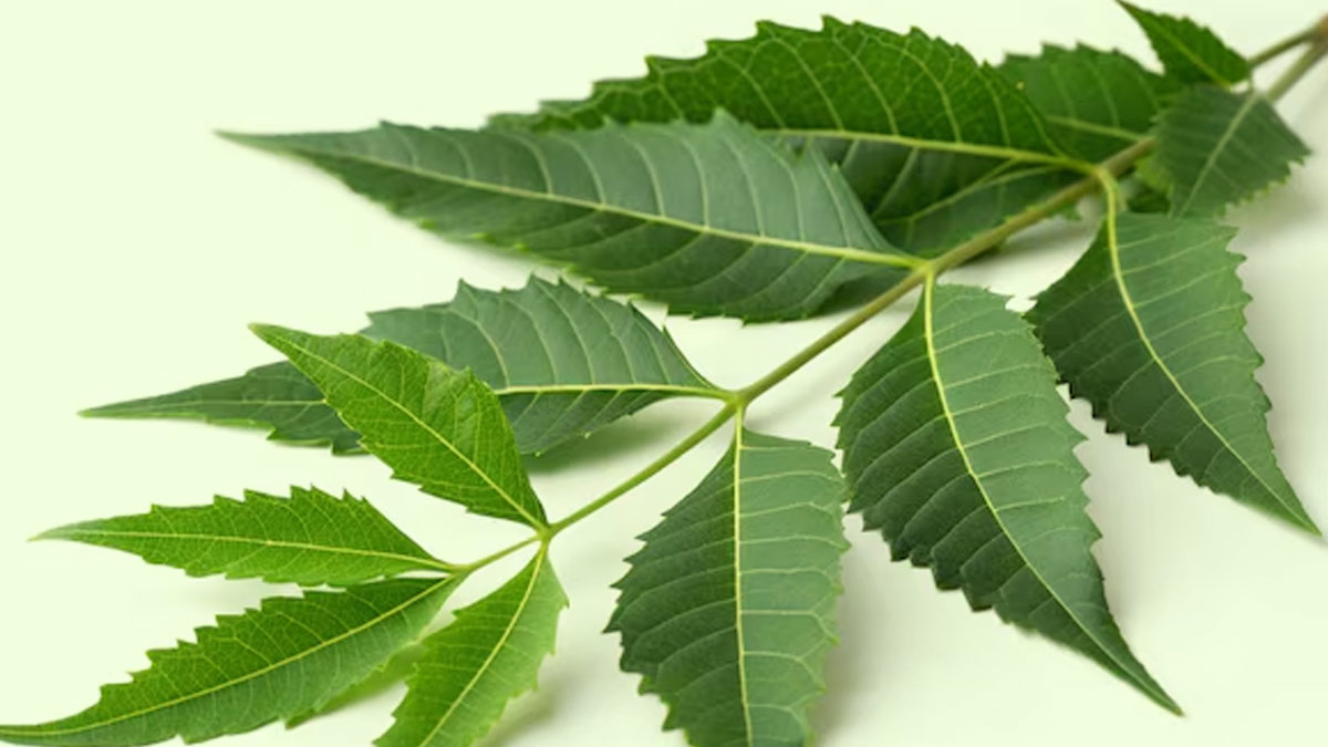 which diseases are cured by eating neem leaves on an empty stomach in hindi 1