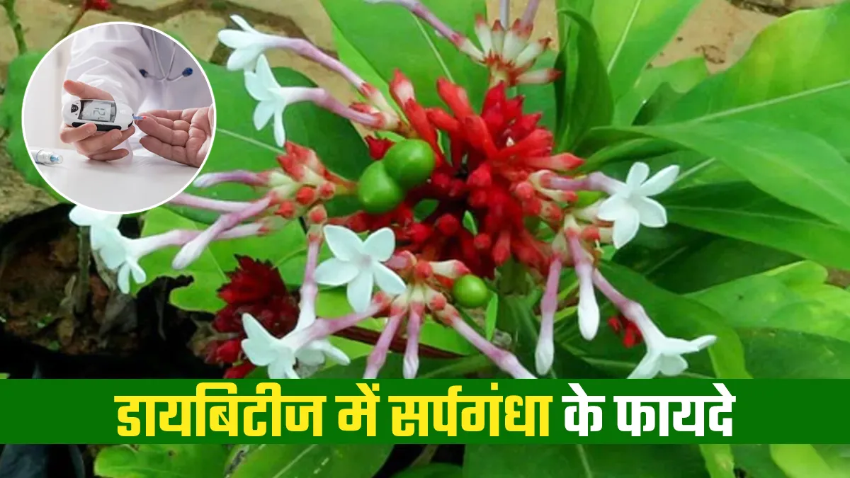 सर्पगंधा: शुगर कंट्रोल करने में कारगर है ये जड़ीबूटी, डायबिटीज के मरीजों के लिए कई समस्याओं का हल