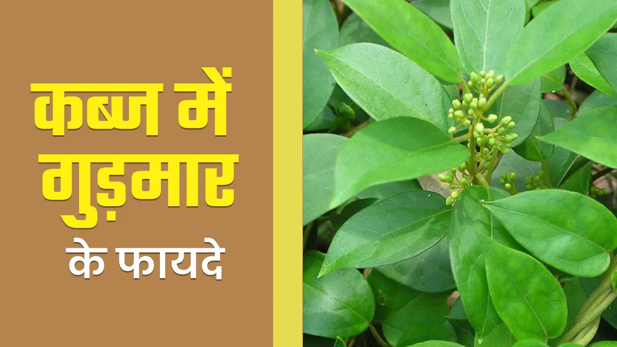 काफी कारगर है कब्ज में गुड़मार का सेवन, आंतों की सफाई में है मददगार