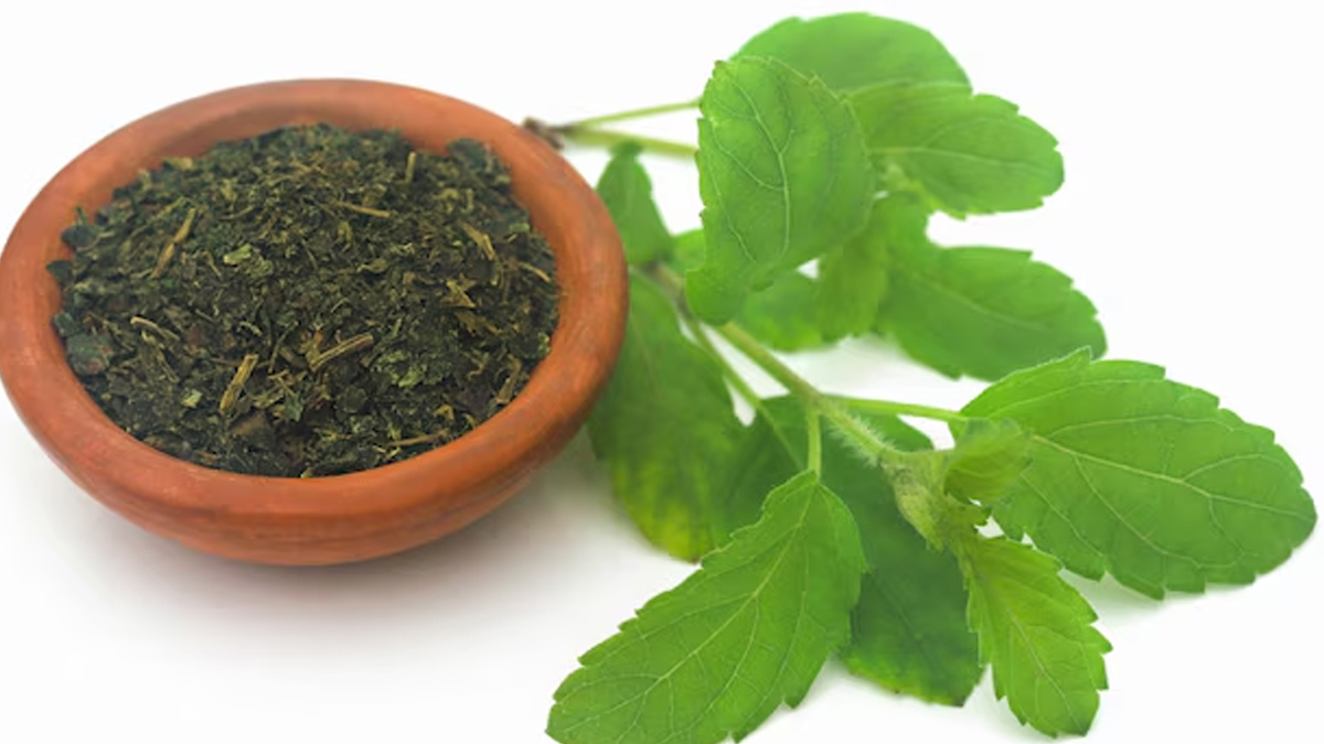 does tulsi cause acidity