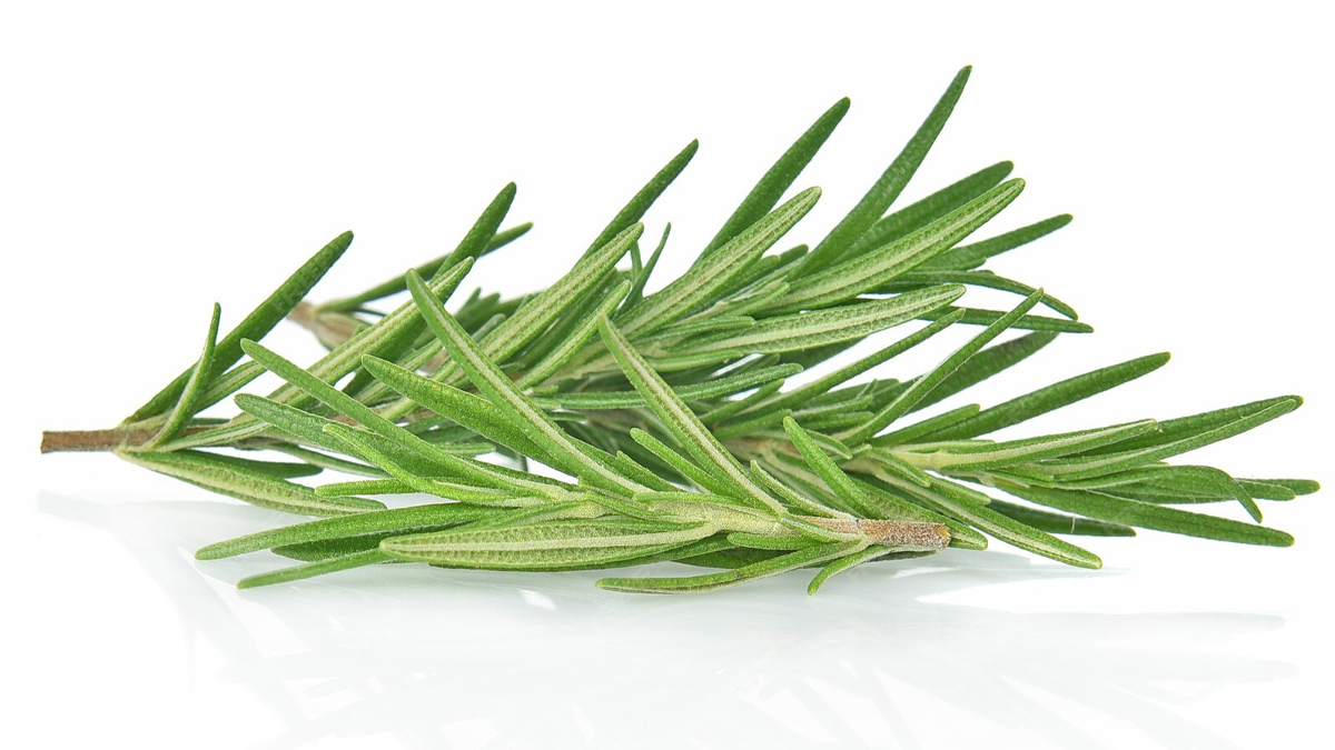 how to use rosemary leaves for digestion problems in winter in hindi 01 (5)