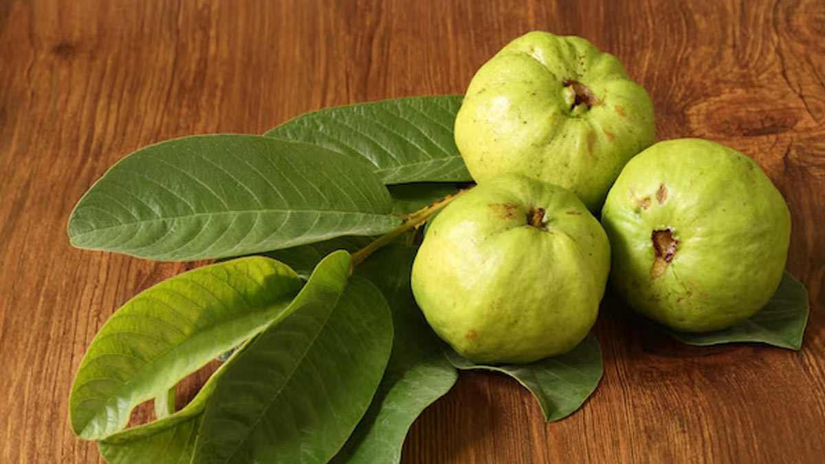 guava leaves benefits for digestion in hindi 1