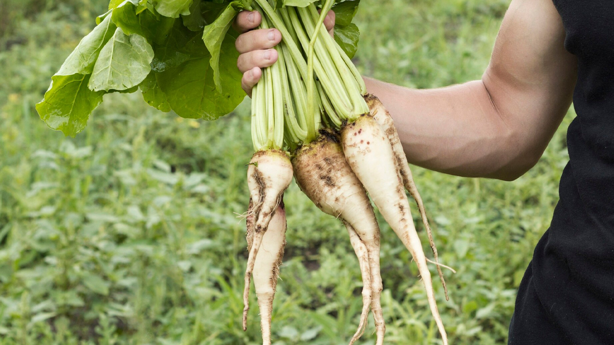 Benefits of eating radish for men