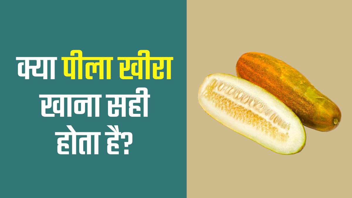 क्या रखे-रखे पीला पड़ चुका खीरा खाना सुरक्षित है? डाइट एक्सपर्ट से जानें
