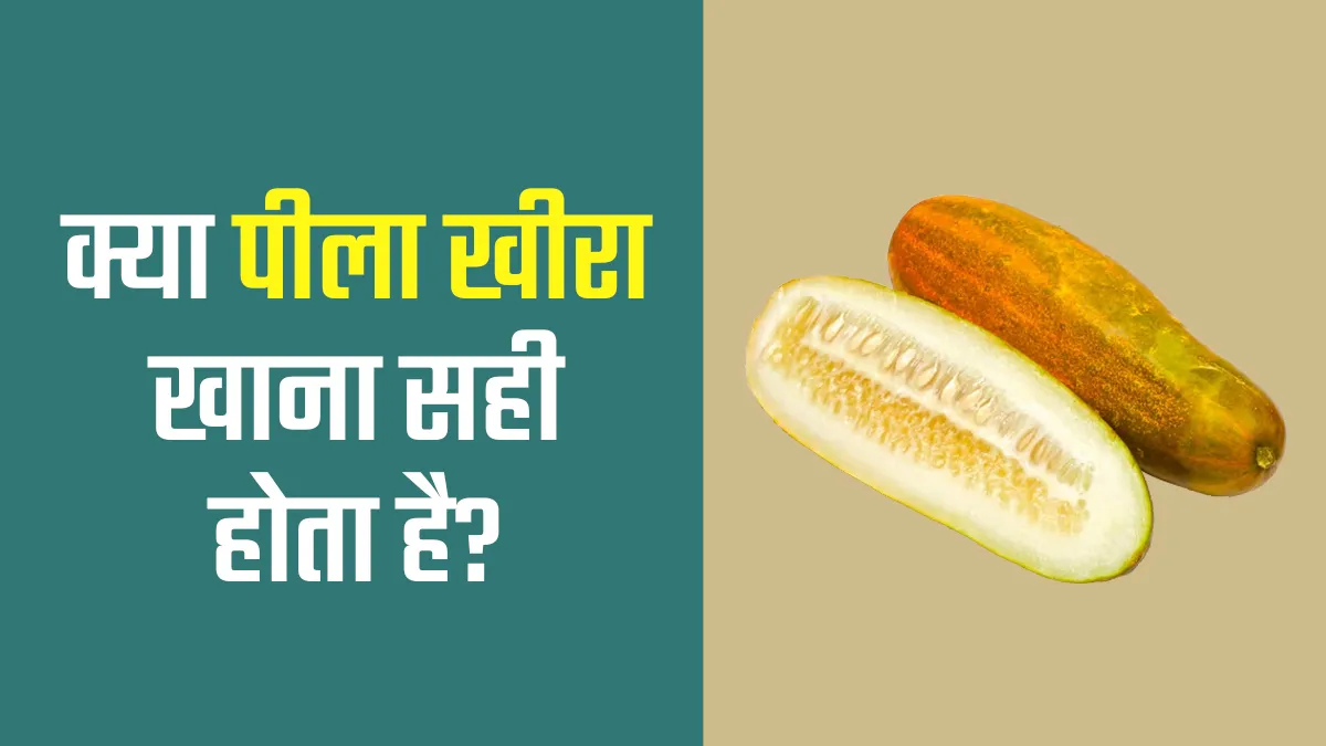 क्या रखे-रखे पीला पड़ चुका खीरा खाना सुरक्षित है? डाइट एक्सपर्ट से जानें