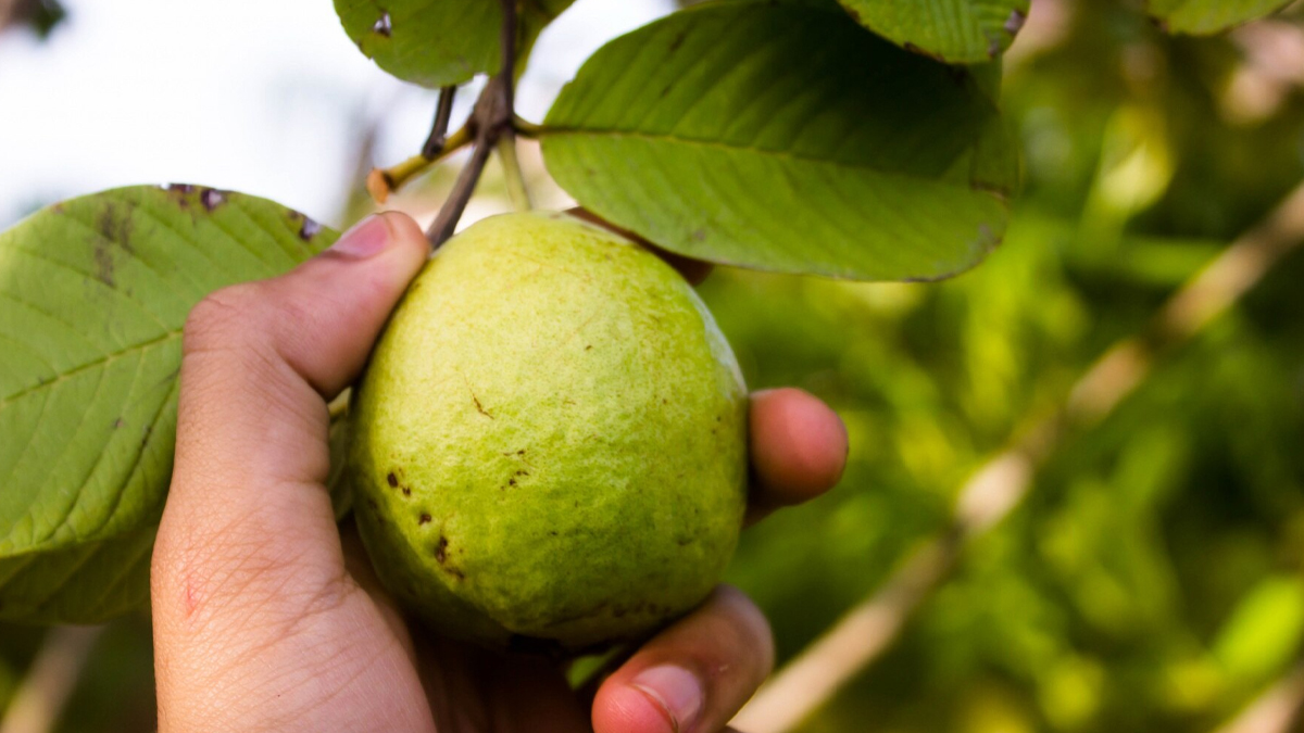 Guava for heart health in hindi doctor byte