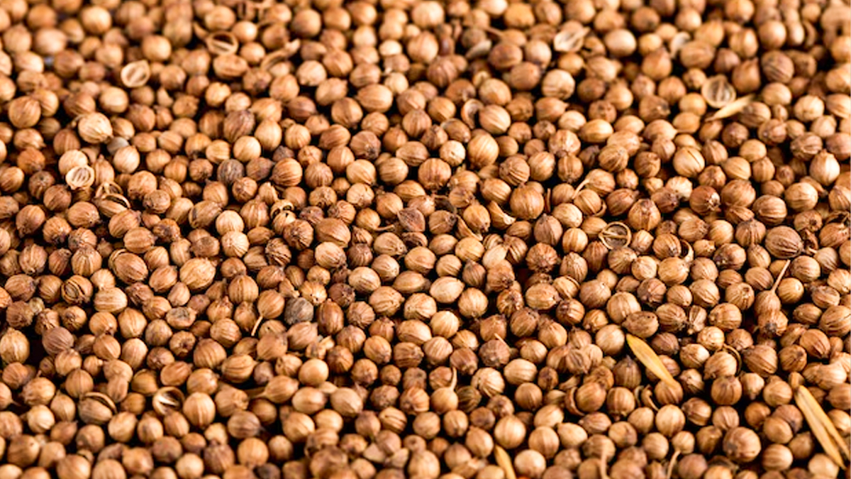 is coriander water safe daily