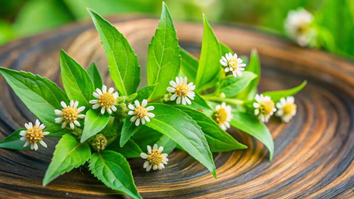 brahmi-benefits-for-hair-fall