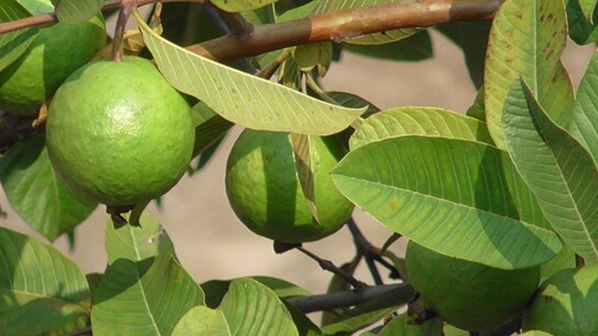 kya-guava-leaves-se-hair-growth-hoti-hai